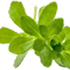 Synapsa® (Bacopa Monnieri Extract)