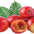 CognatiQ® (Coffee Fruit Extract)