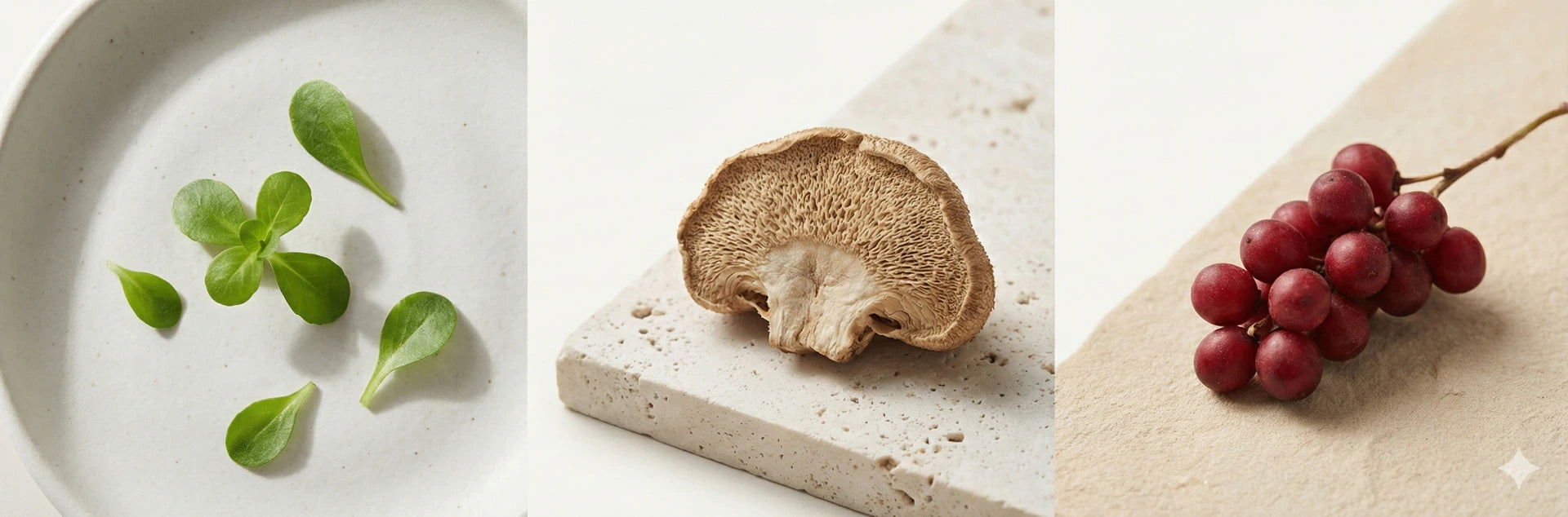Premium ingredients: Bacopa leaves, Lion's Mane mushroom, and Schisandra berries
